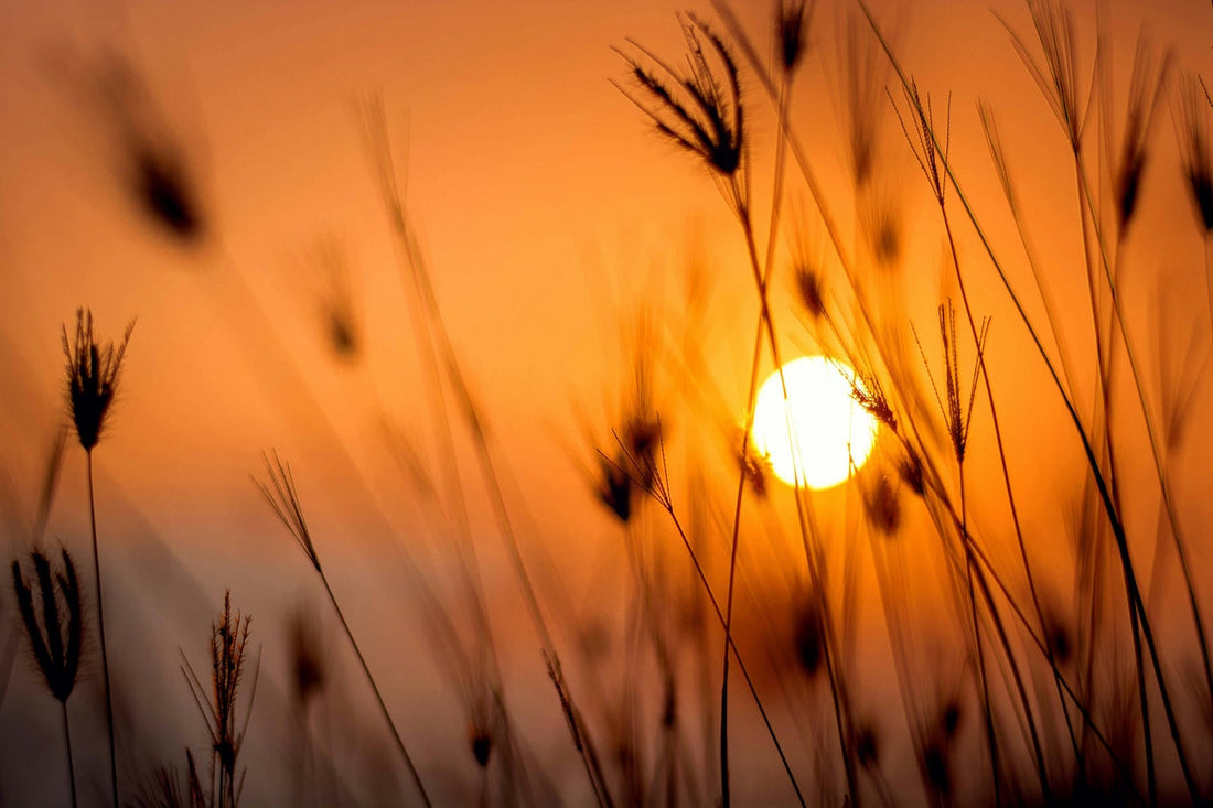sunset over grain field symbolising evening calm for ashwagandha morning or evening supplement timing