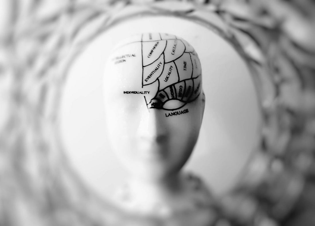 mannequin head with brain-related terms, symbolising cognitive benefits of ashwagandha in biohacking