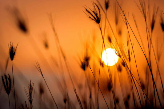 sunset over grain field symbolising evening calm for ashwagandha morning or evening supplement timing