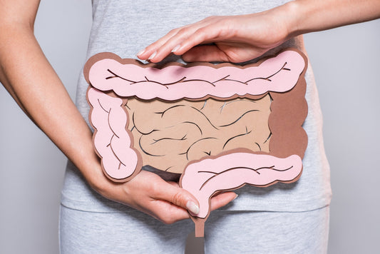 Woman holding illustration of healthy gut – visualising digestive support from S. boulardii probiotic yeast