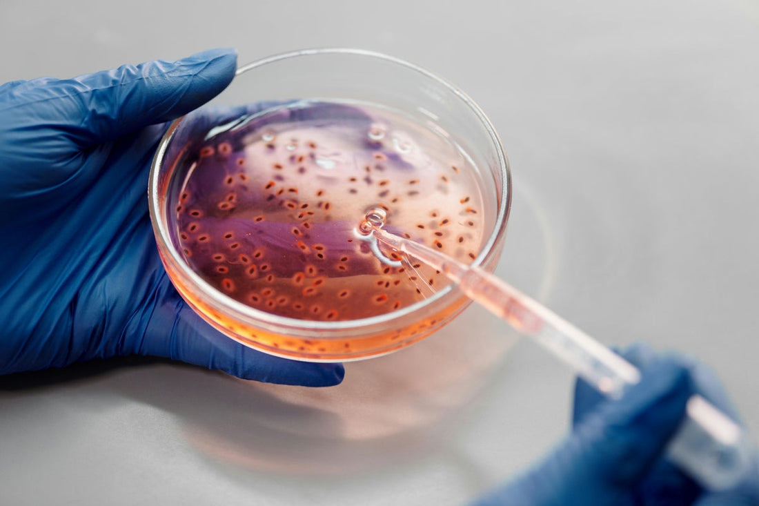 lab technician hands in blue gloves holding sample and pipette – symbol of saccharomyces boulardii vs candida research